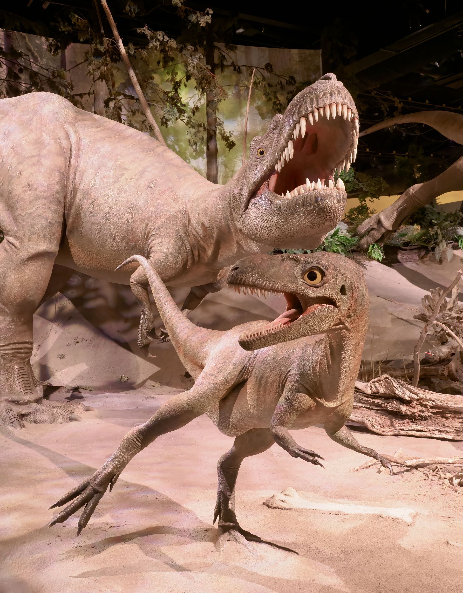 Dinosaur exhibit: A large Tyrannosaurus Rex with open jaws, smaller Velociraptor running.