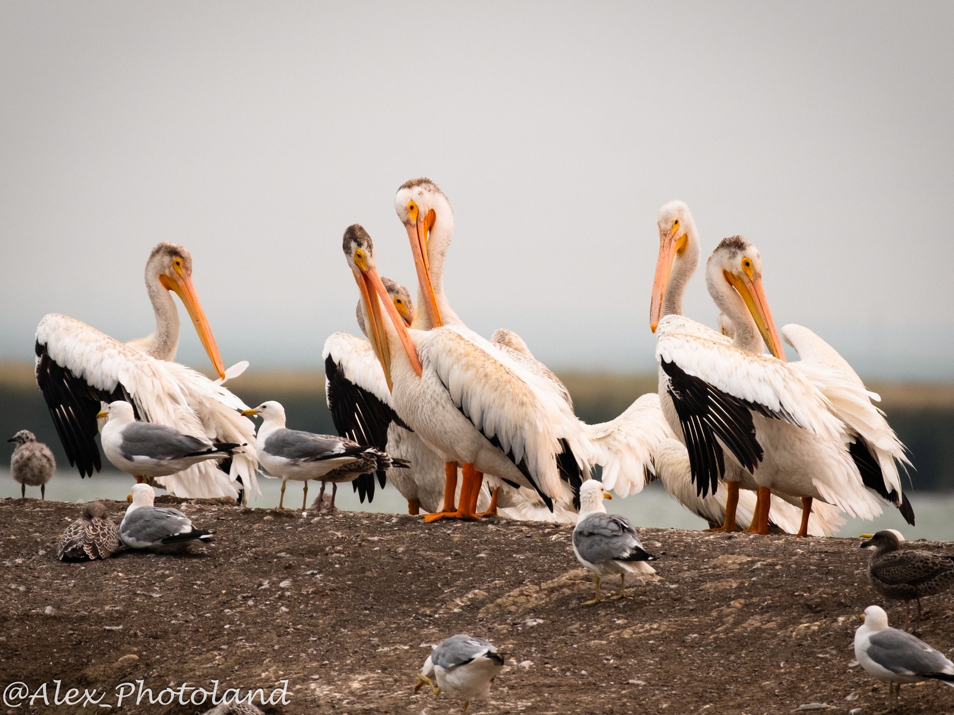 White pelicans and seagulls perched on a concrete structure, with a cloudy sky in the background.