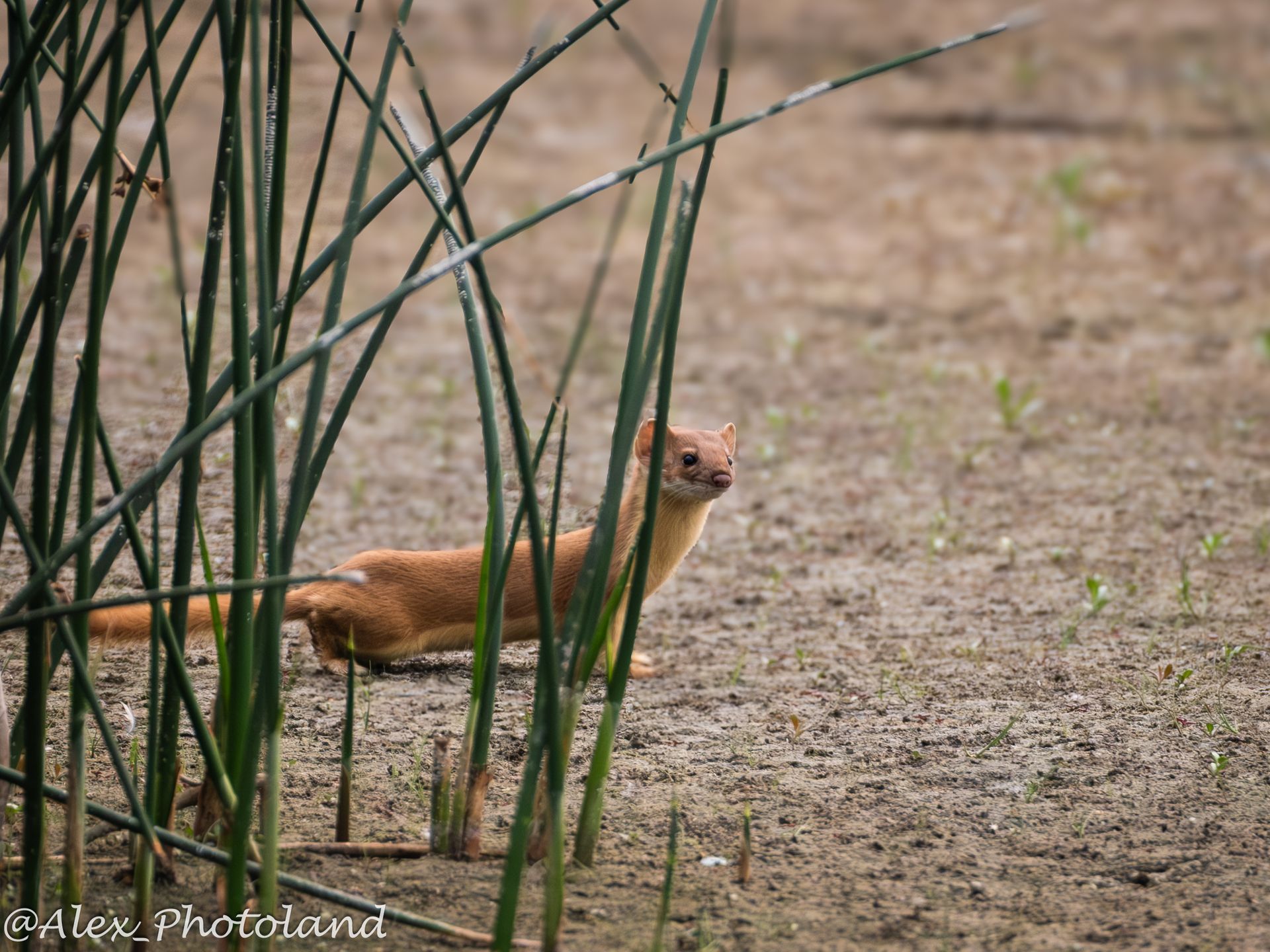 Brown weasel peeking from behind tall reeds in a muddy area.