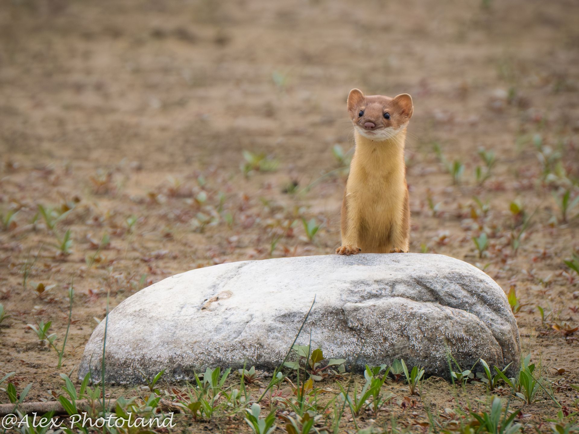 Yellow weasel stands on a gray rock, looking at the camera with a small smile, in a brown and green field.