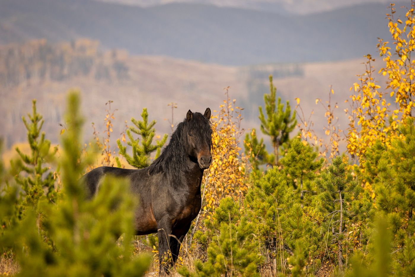 Dark horse in autumn landscape, surrounded by green and yellow foliage, looking towards the viewer.