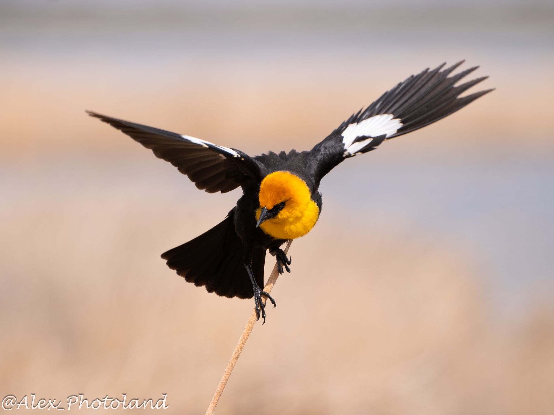 Yellow-headed blackbird with wings spread, landing on a thin brown stem against a blurred background.