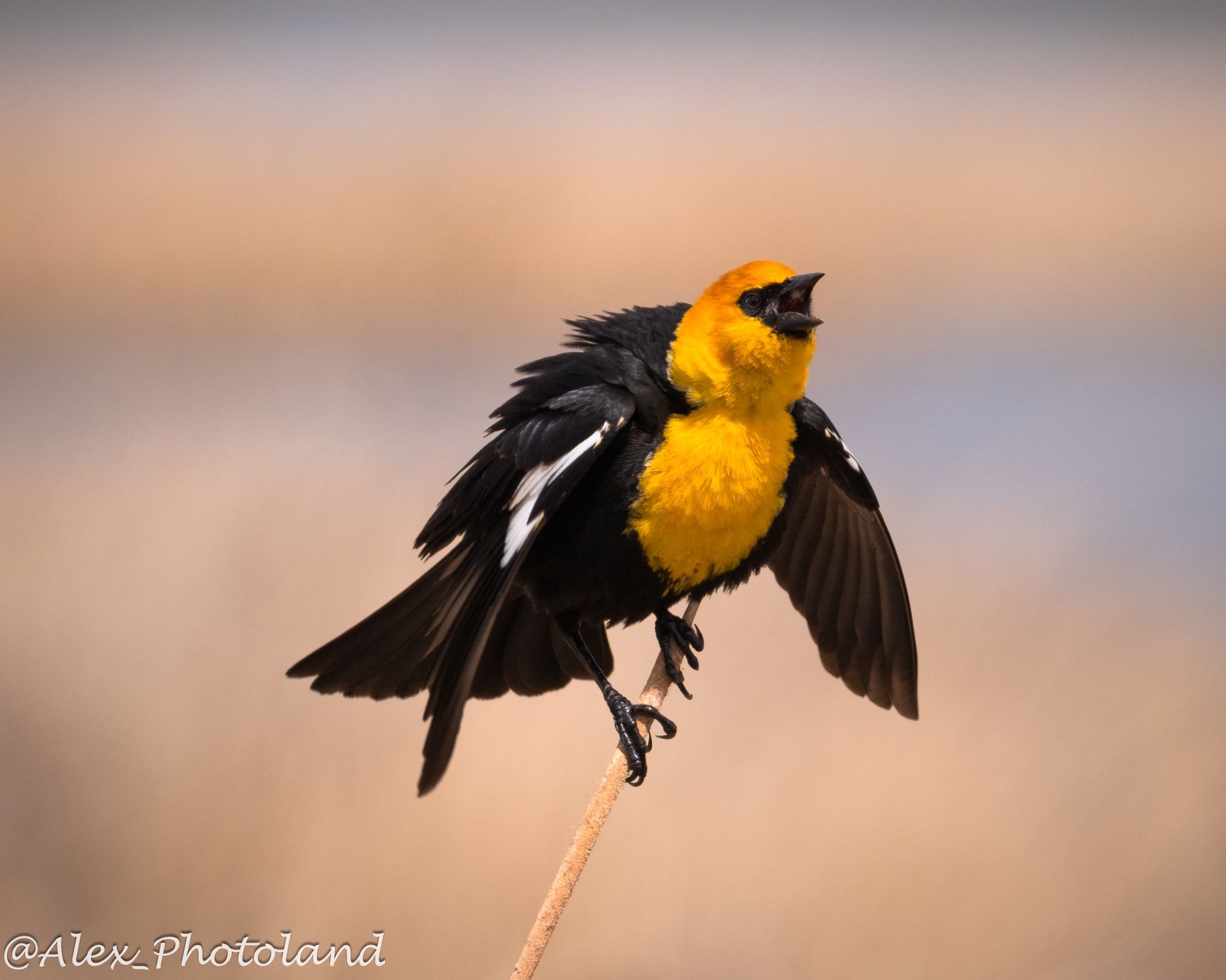 Yellow-headed blackbird with yellow head and breast, black body, and white wing patches, perched on a reed, wings spread.