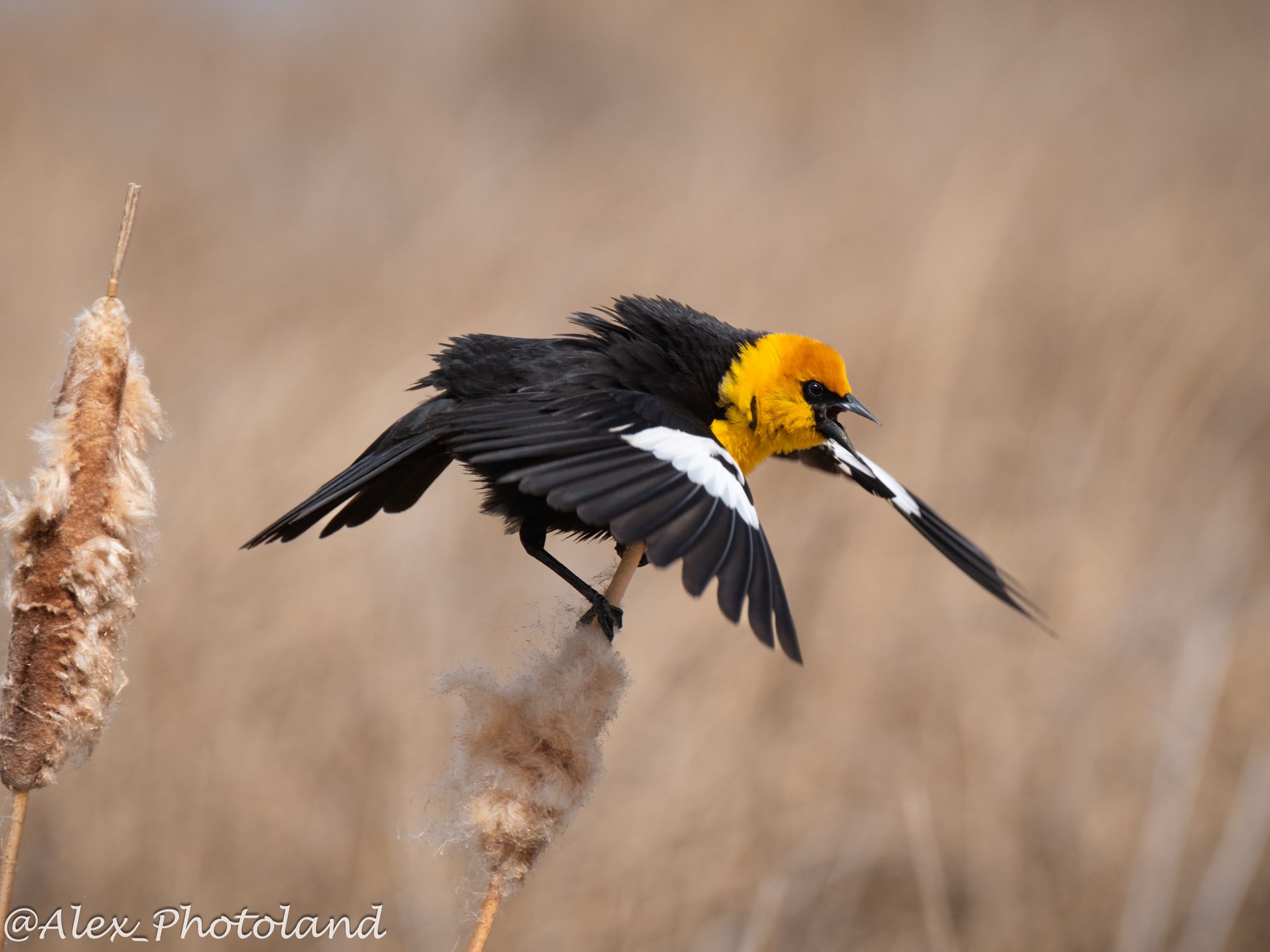 Yellow-headed blackbird with yellow head and black body, landing on cattails in a field.