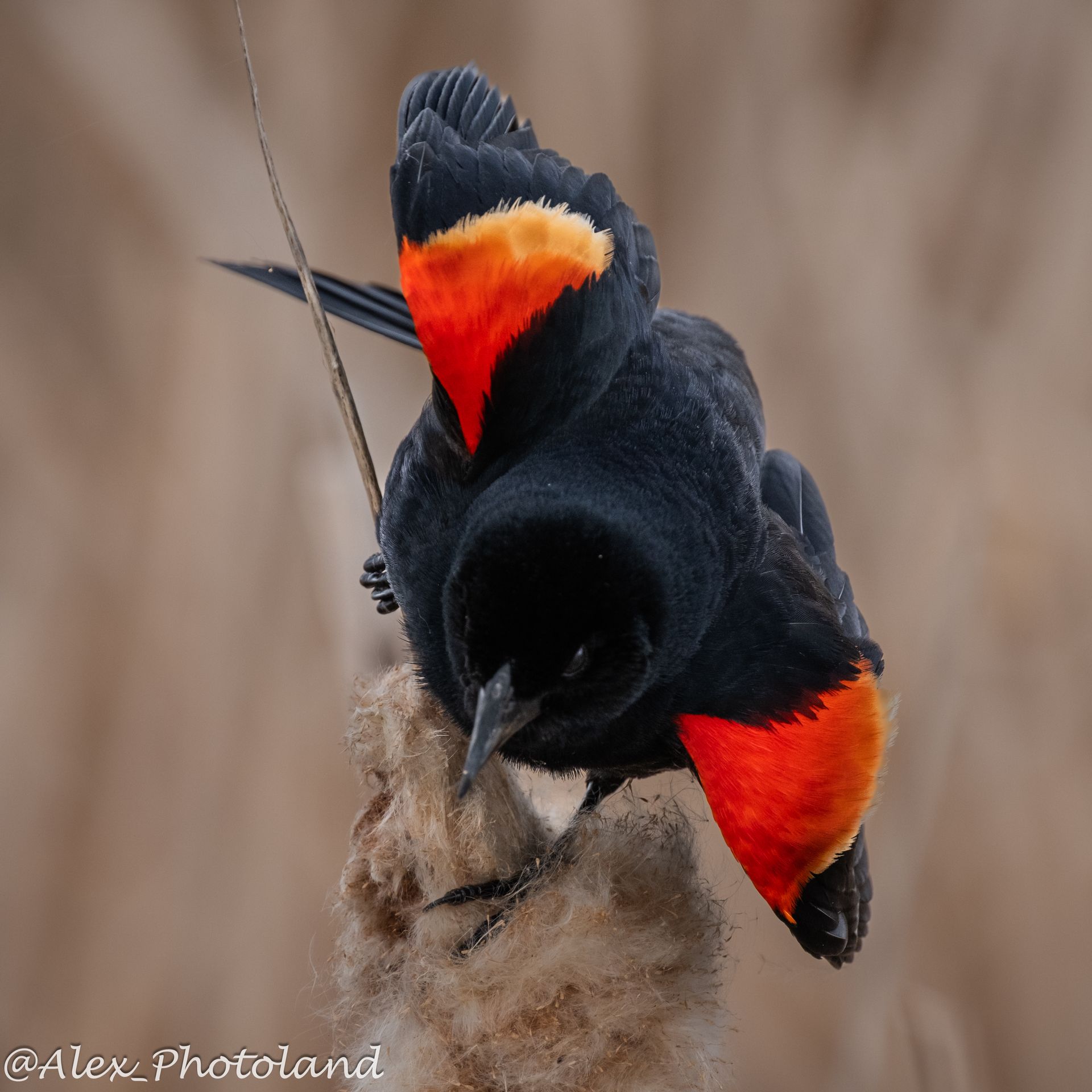 Red-winged blackbird with red and yellow wing patches perches on cattail.