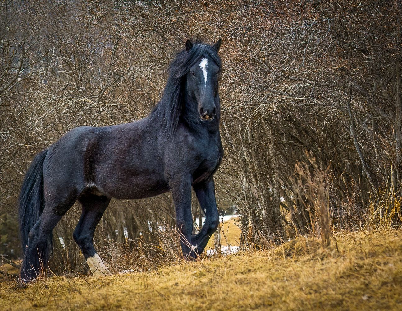 Black horse with a white blaze, standing in a field with tall grass and trees in the background.