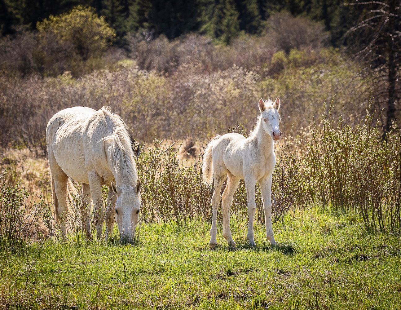 White horse and foal grazing in a grassy field, with brush and trees in the background.