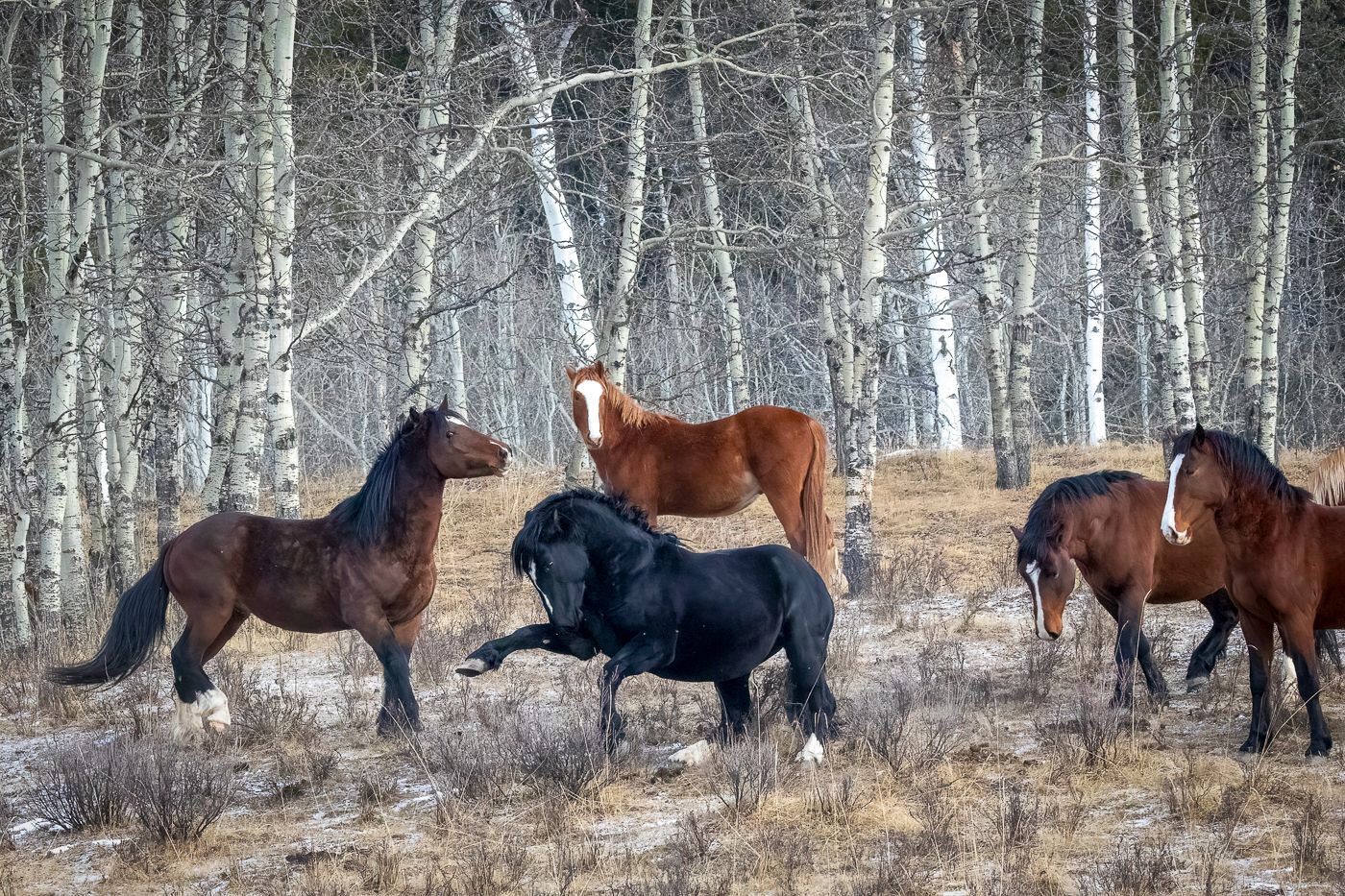 Horses stand in a wintery field with bare trees in the background. Several are brown, and one is black.