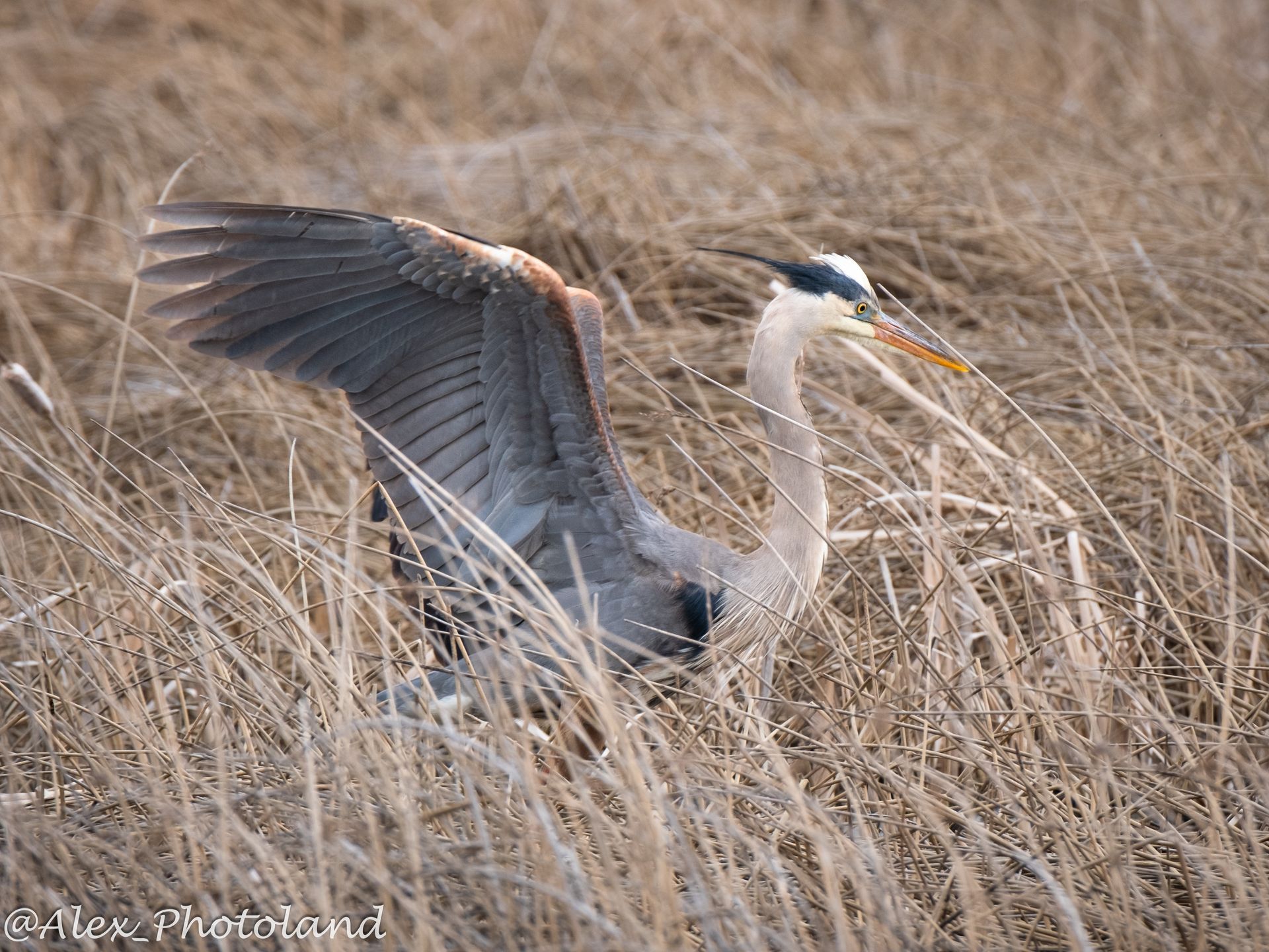 Great blue heron with wings spread, standing in dry tall grass.