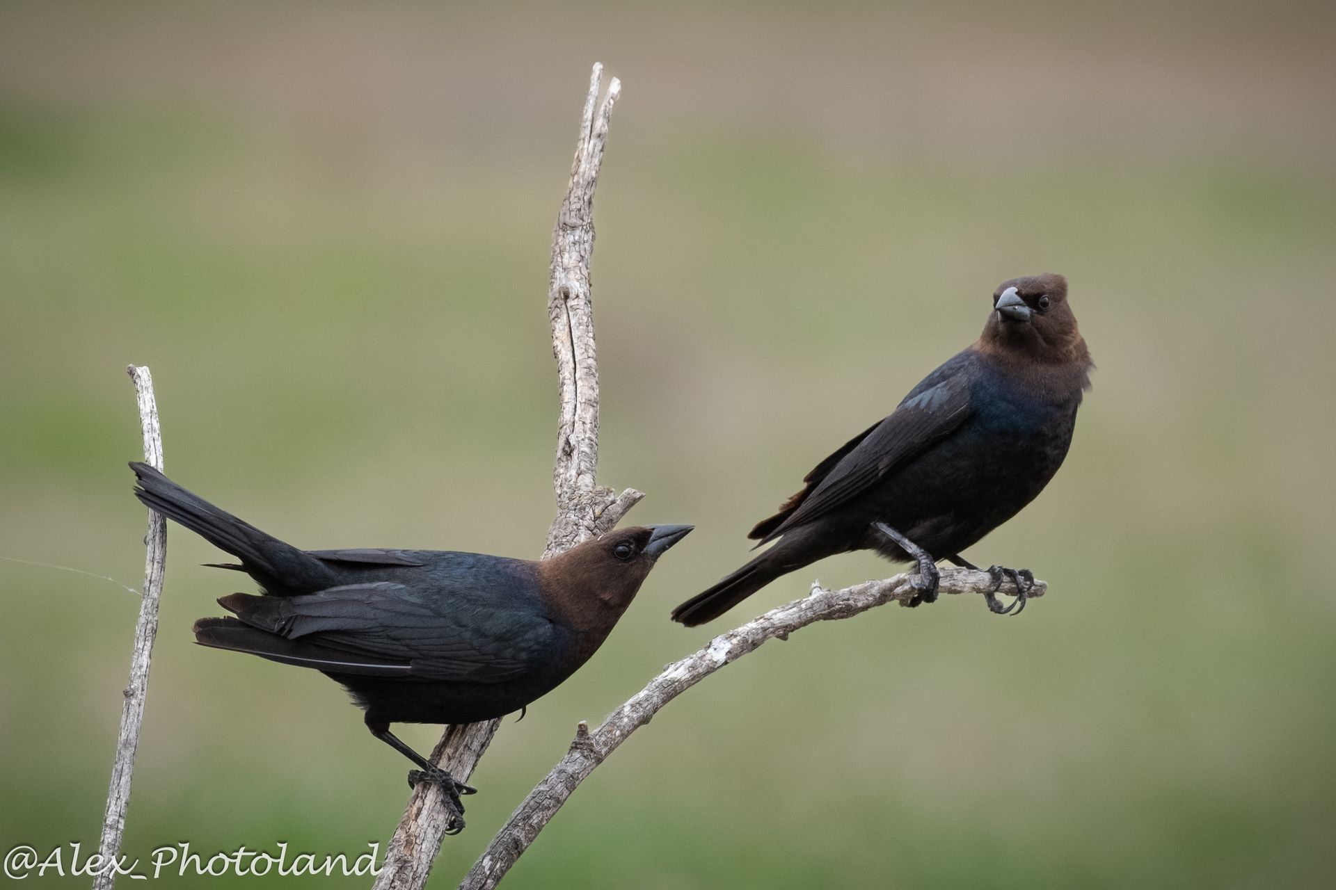 Two brown birds perched on bare branches against a blurred green background.