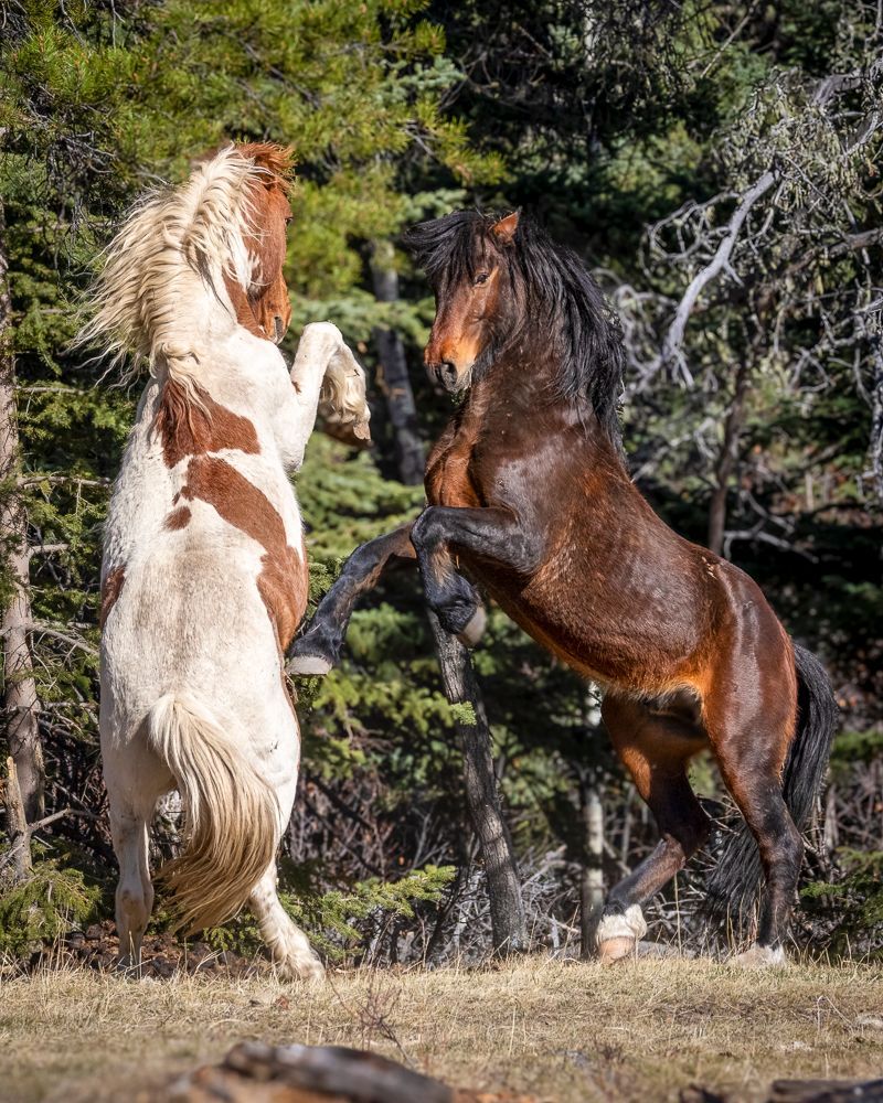 Two wild horses rear up on hind legs, fighting in a forest clearing. One is white and brown, the other brown.