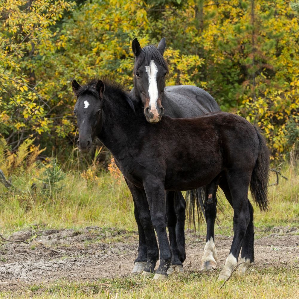 Two black horses standing in a field; one has a white blaze.