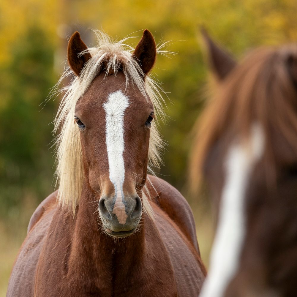 Brown horse with white blaze, looking at the viewer, another horse blurred in the background.