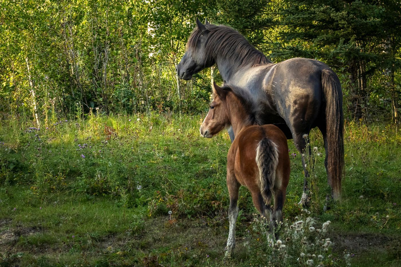 Horse and foal standing in a grassy area, looking toward trees.