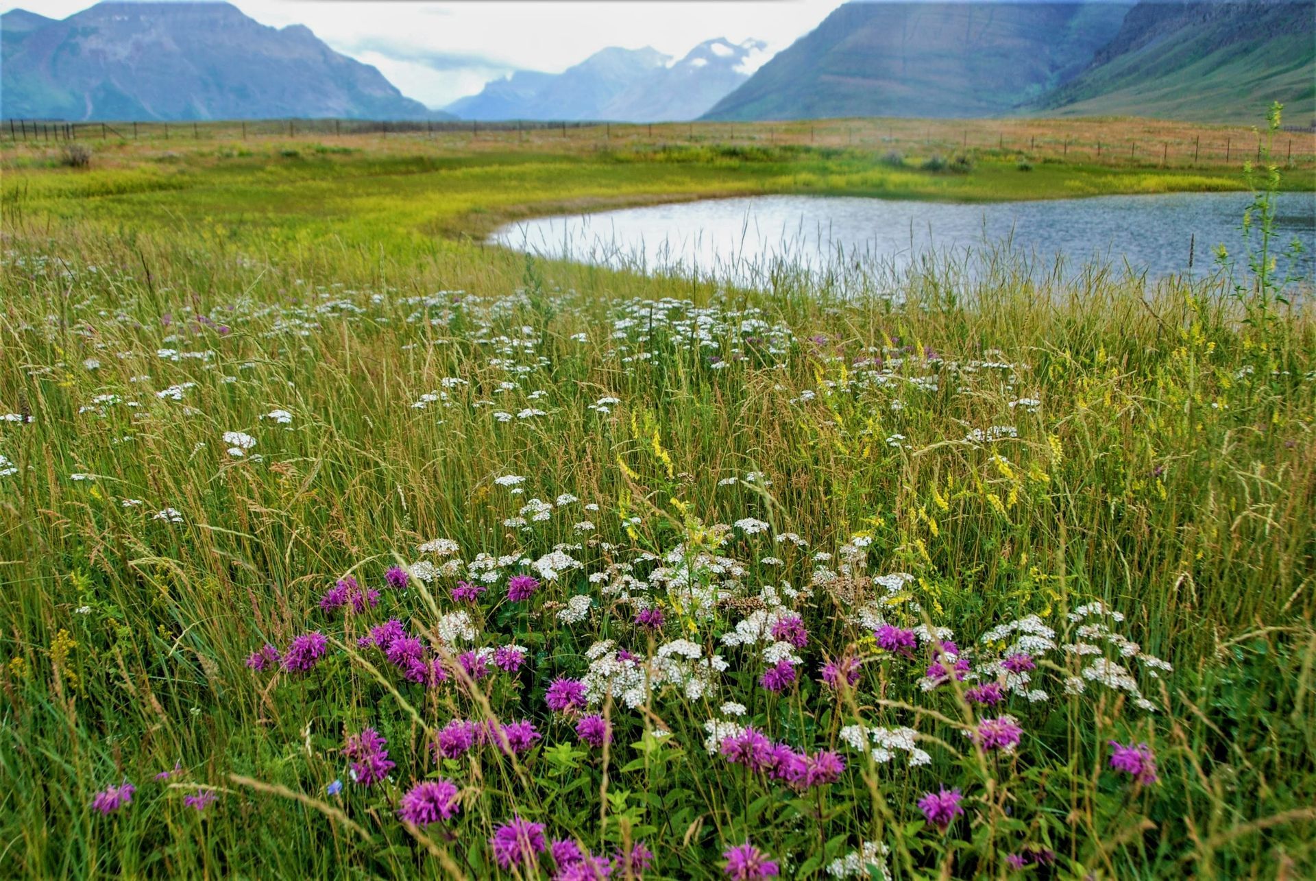 Lush meadow with wildflowers beside a lake, mountains in the background.