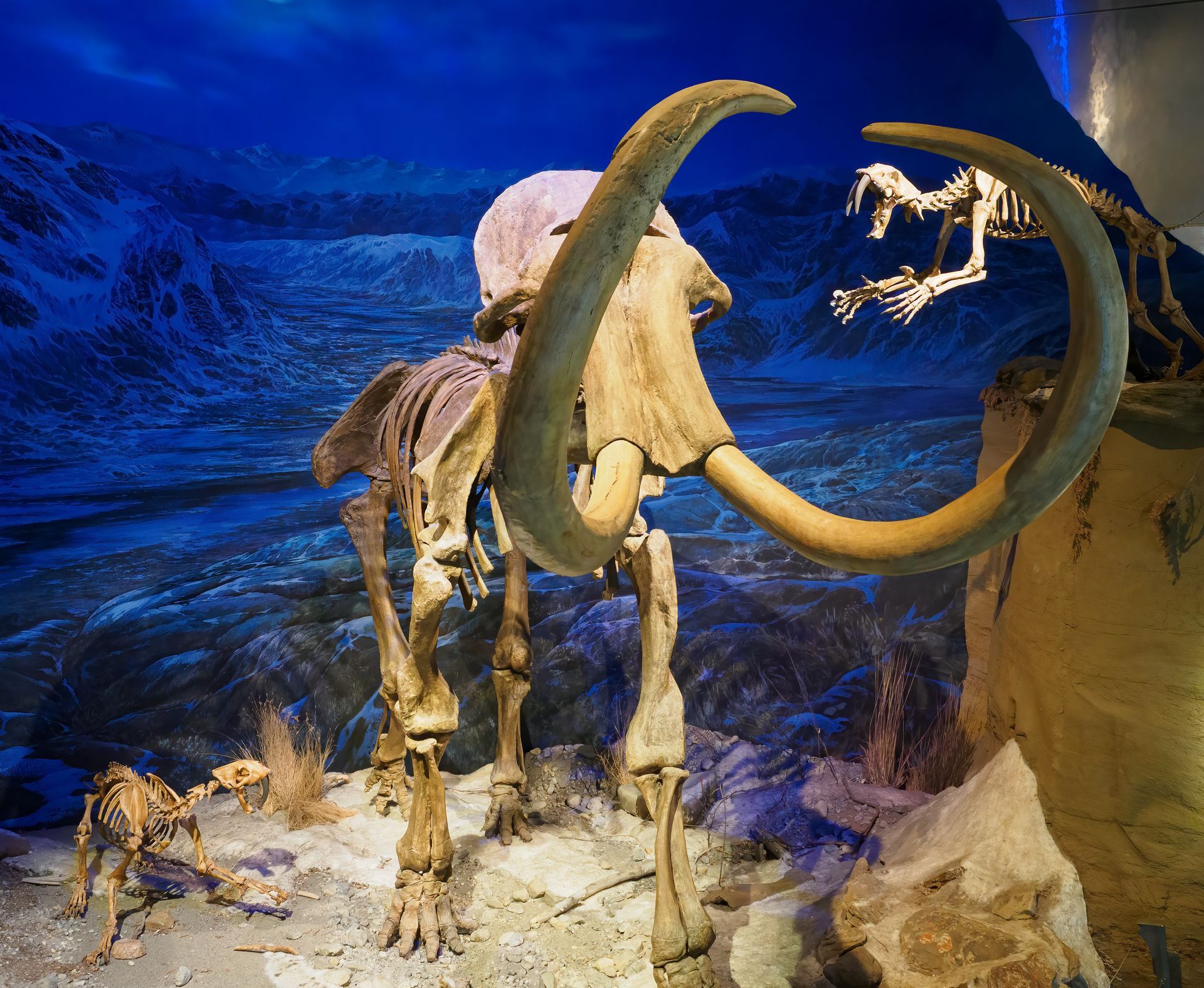 Mammoth skeleton with curved tusks in a museum diorama, alongside other fossil skeletons.