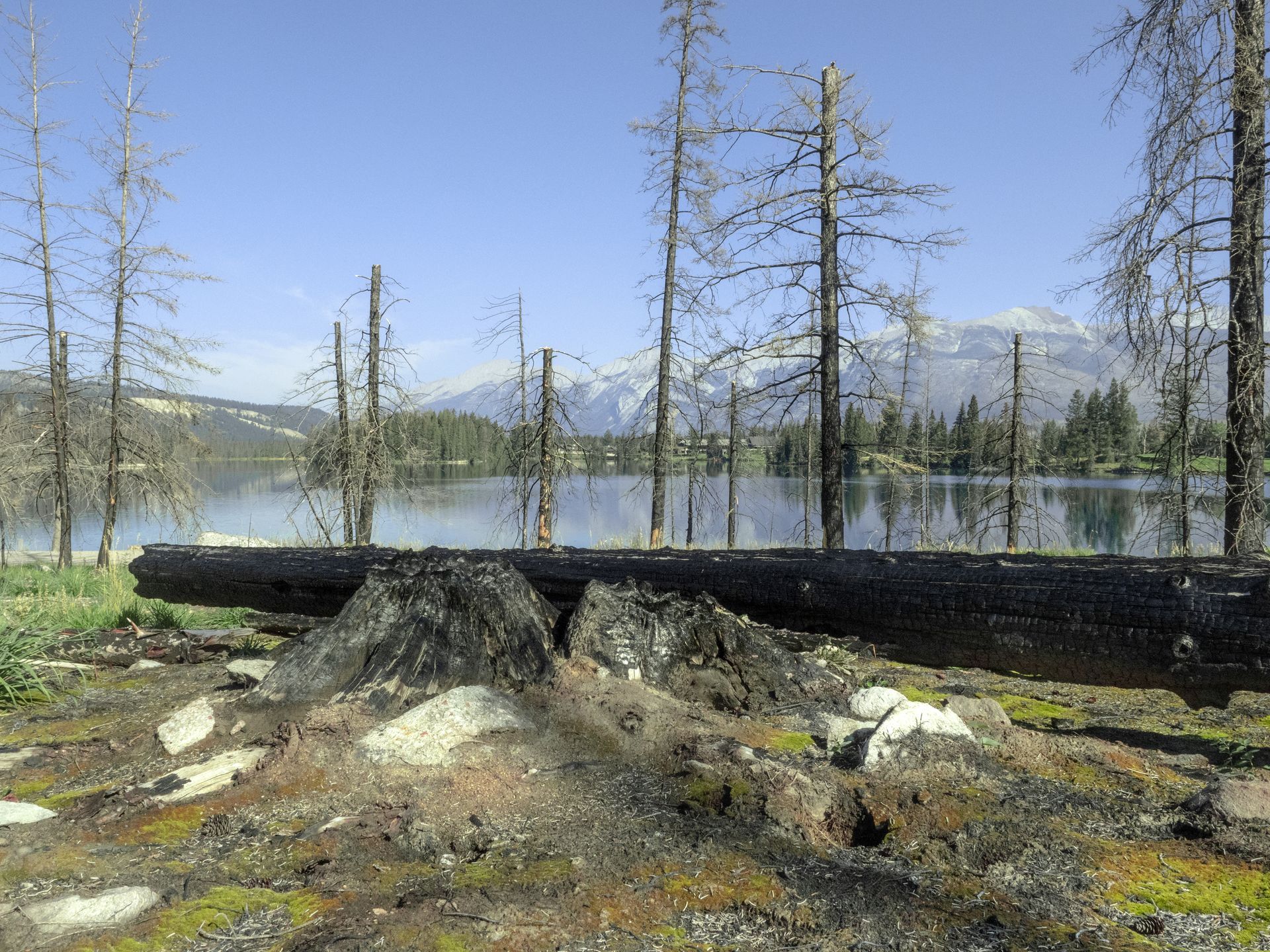 Lake view with charred tree stumps in foreground, dead trees, and mountains under a blue sky.