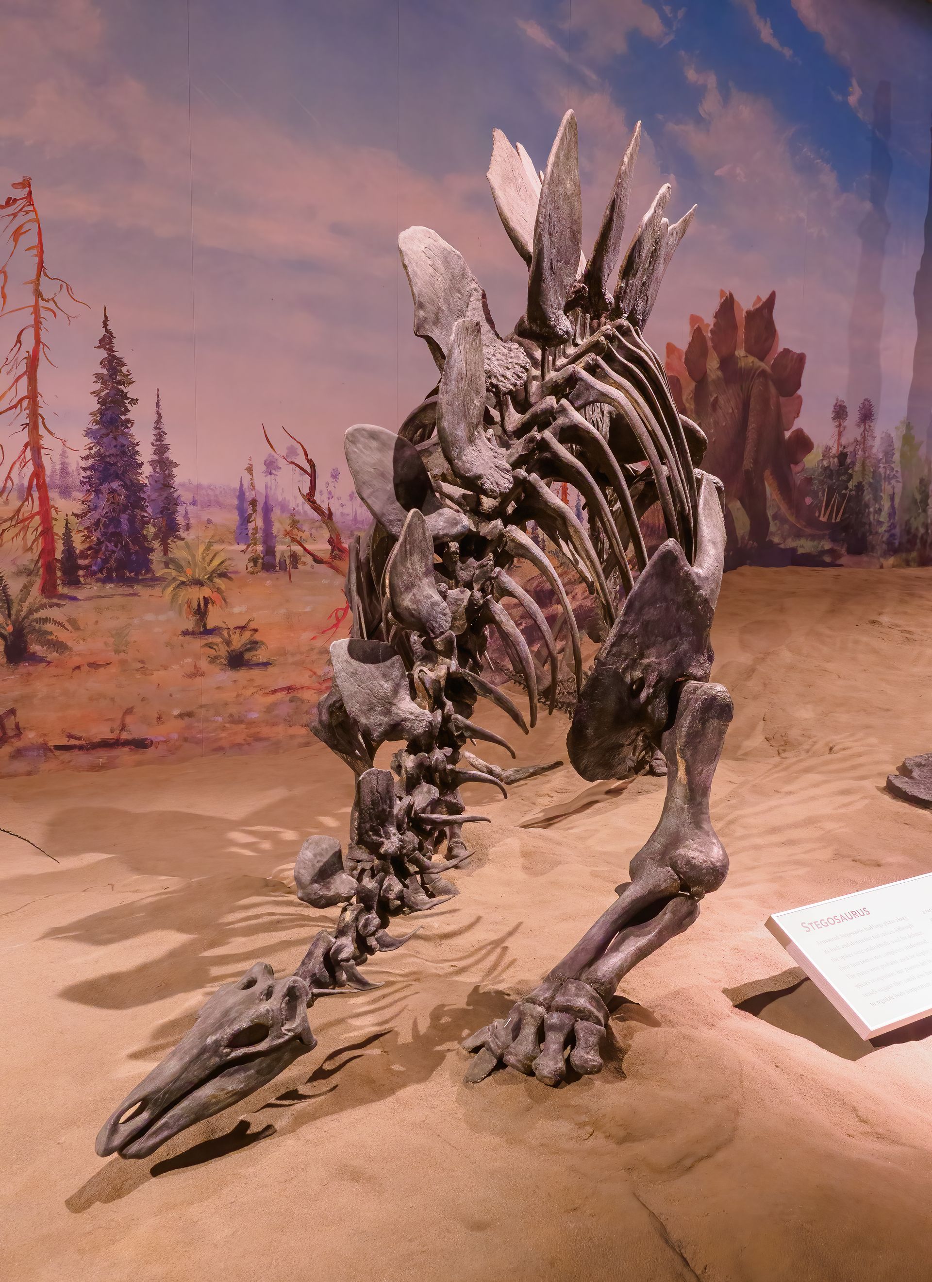 Stegosaurus skeleton on display, brown with large plates along the back, in a museum setting.