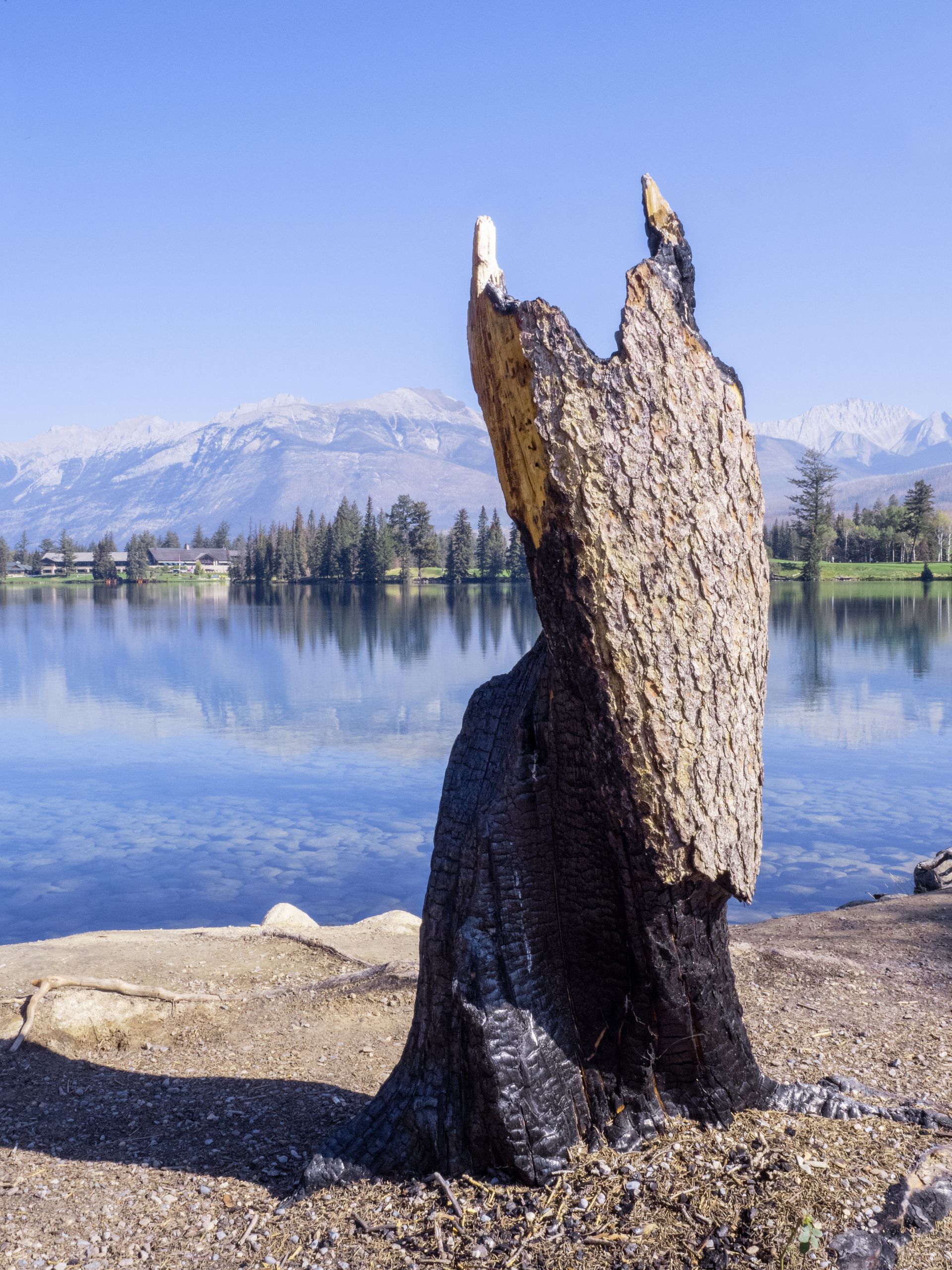 Charred tree stump with two white tips, lake and mountains in background.