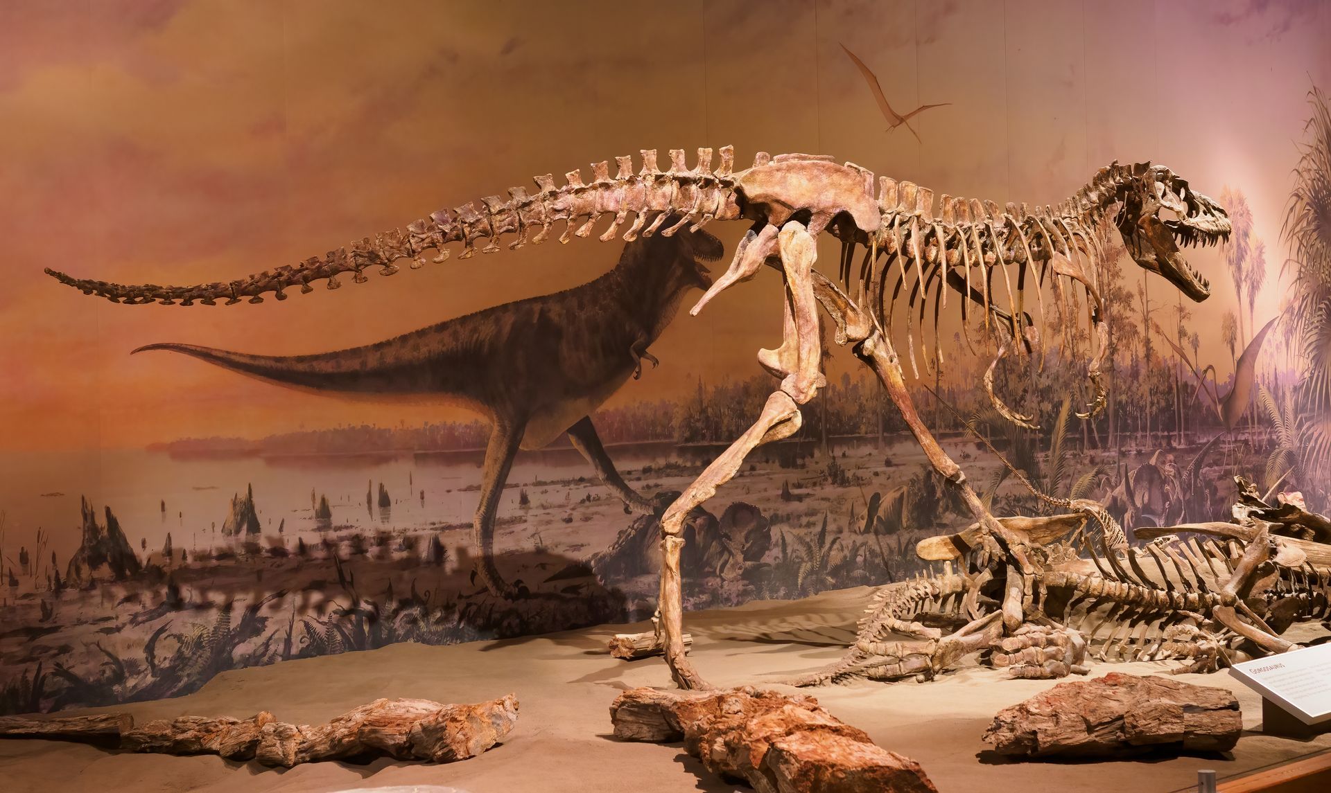 Dinosaur skeleton display in museum; Tyrannosaurus Rex in front, other bones behind a painted backdrop.
