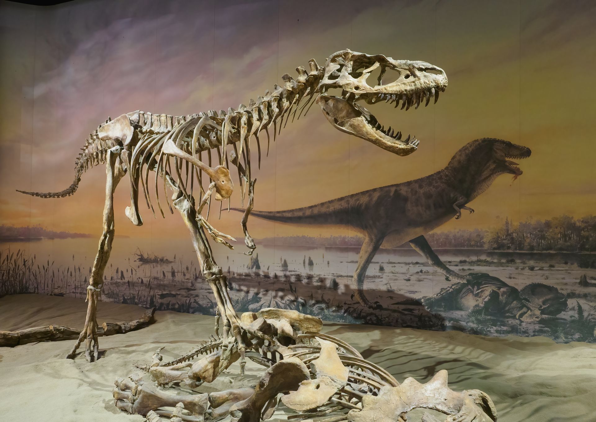 Tyrannosaurus Rex skeleton on display with a painted background and a dinosaur silhouette.