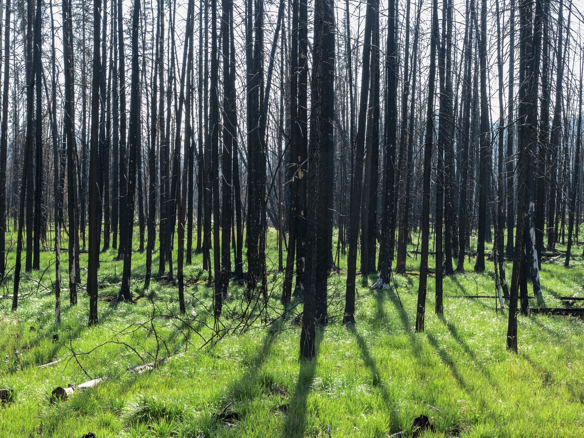 Burnt forest with charred trees and vibrant green grass.