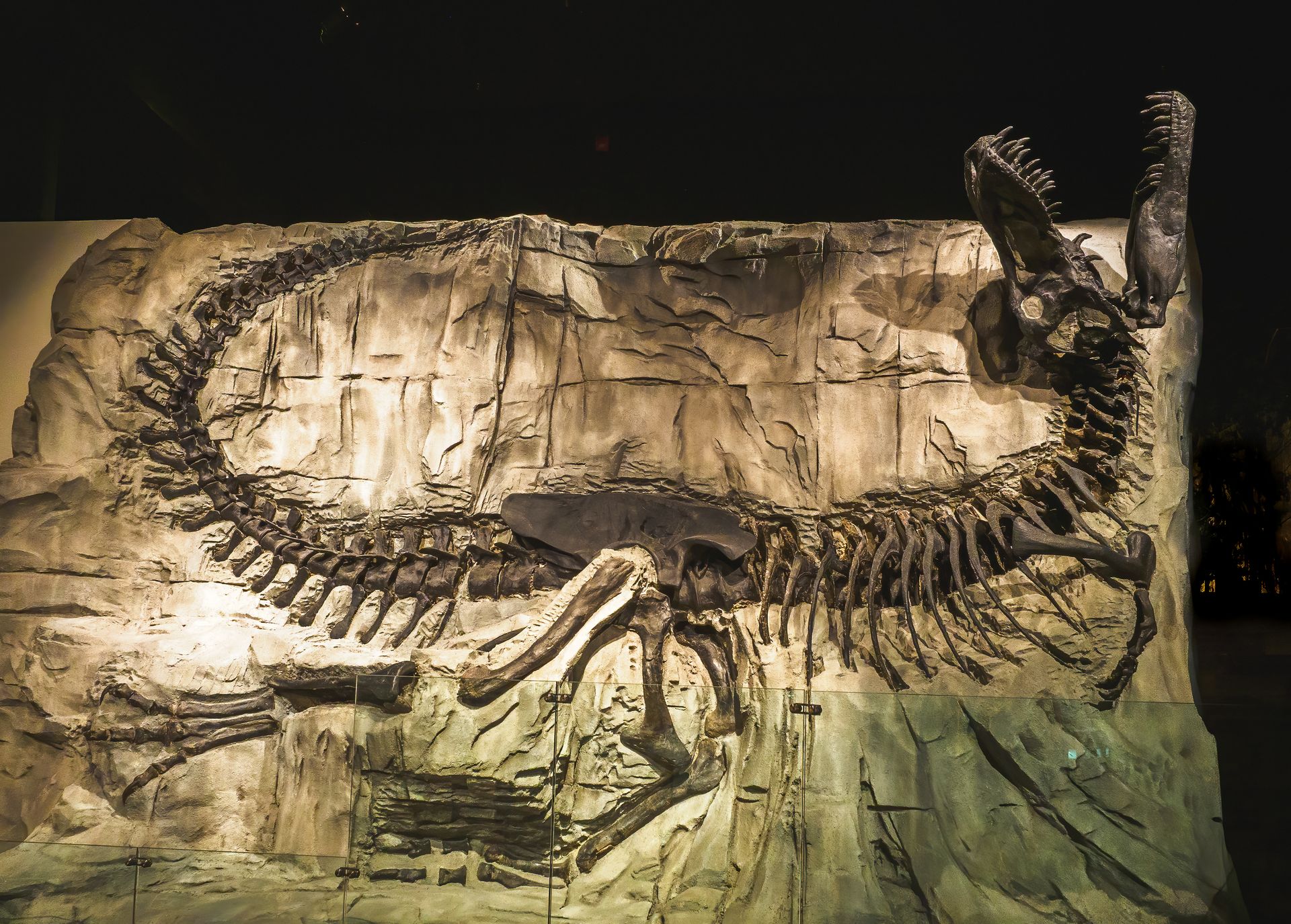 Dinosaur skeleton display in a museum. Fossilized bones are mounted on a rock formation.