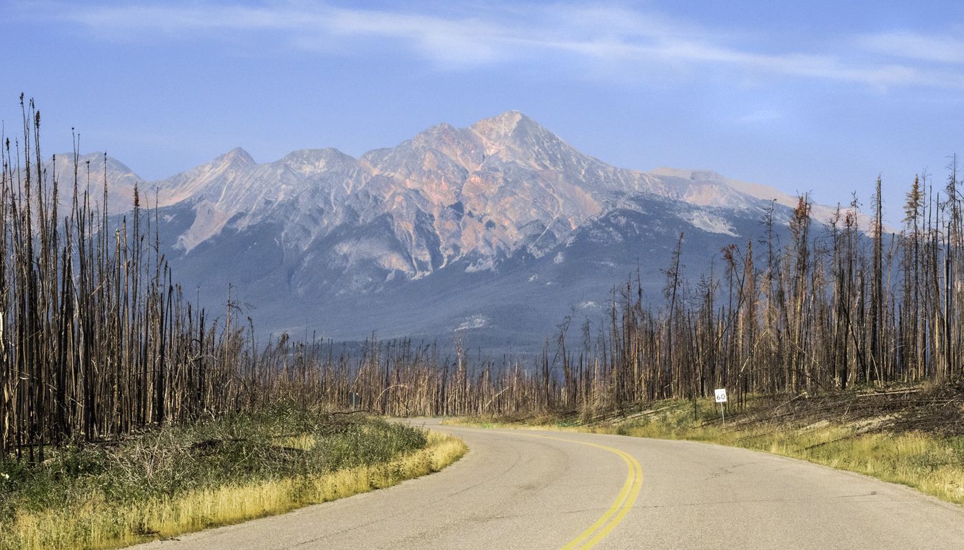 Road curves toward a mountain range, flanked by burned trees.