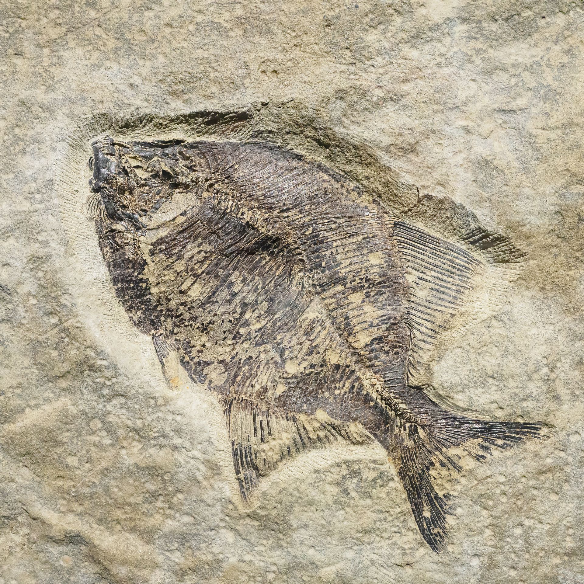 Fossilized fish embedded in light-colored stone, showing scales and fins in a detailed, dark outline.
