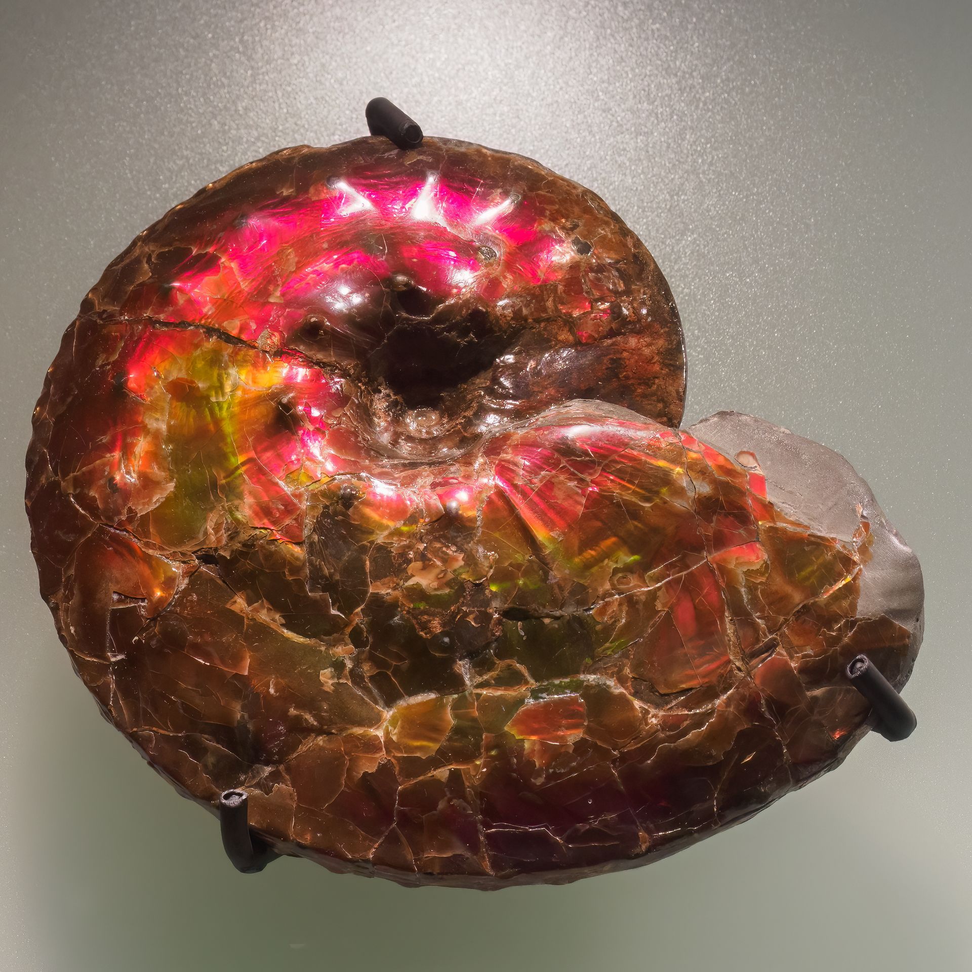 Iridescent ammonite fossil, spiral shape, with brown, red, and yellow flashes, mounted.