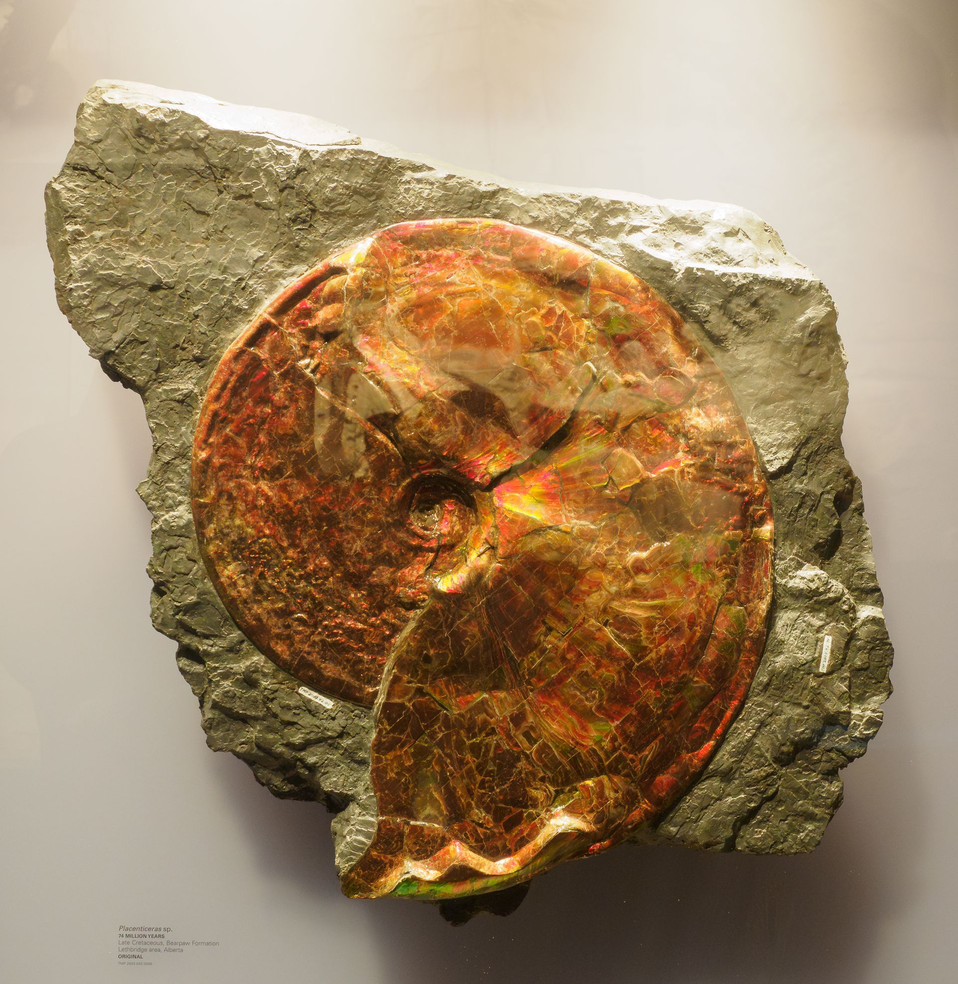 Colorful ammonite fossil embedded in gray rock.