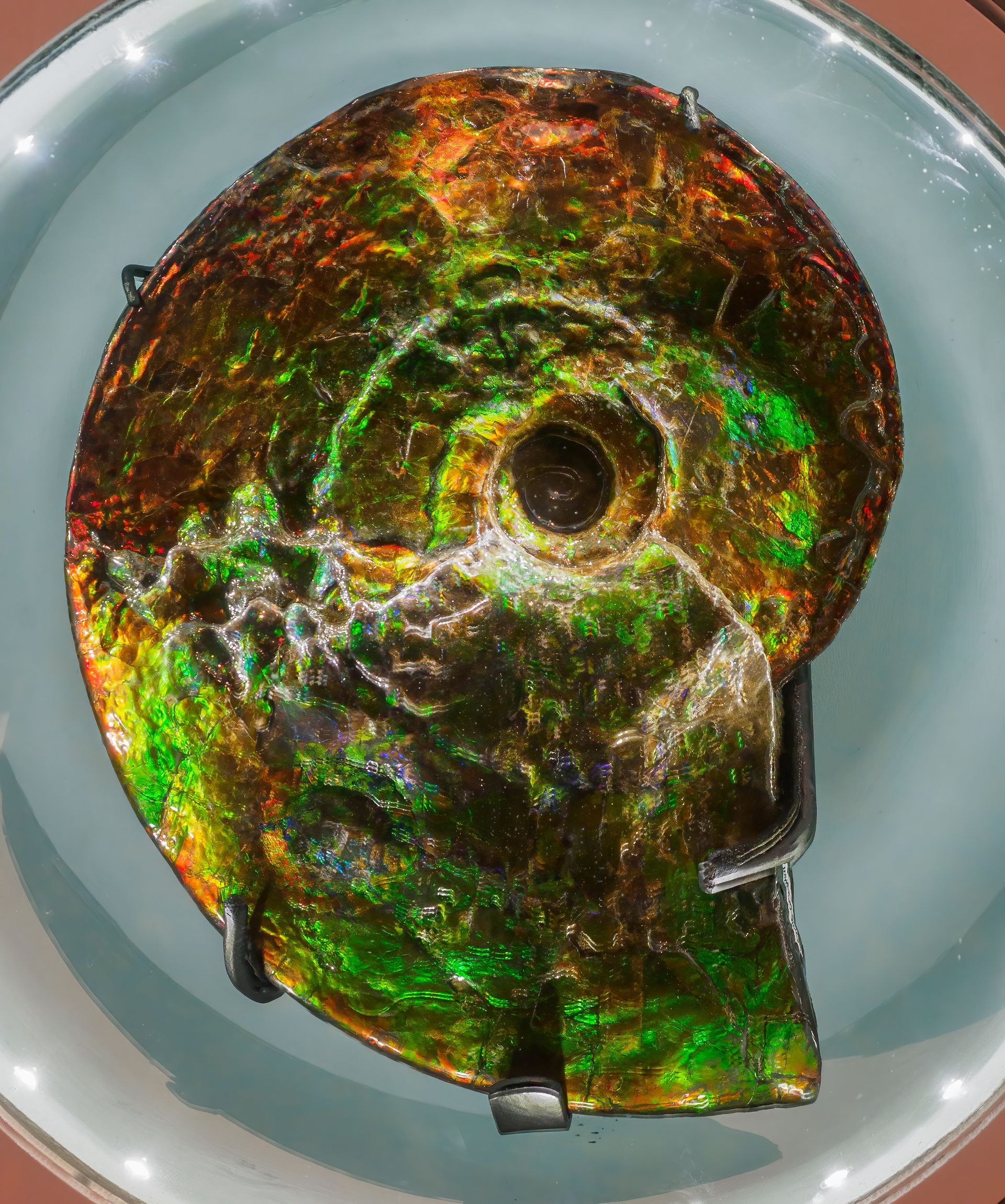 Iridescent ammonite fossil in shades of green, gold, and brown, displayed in a museum exhibit.