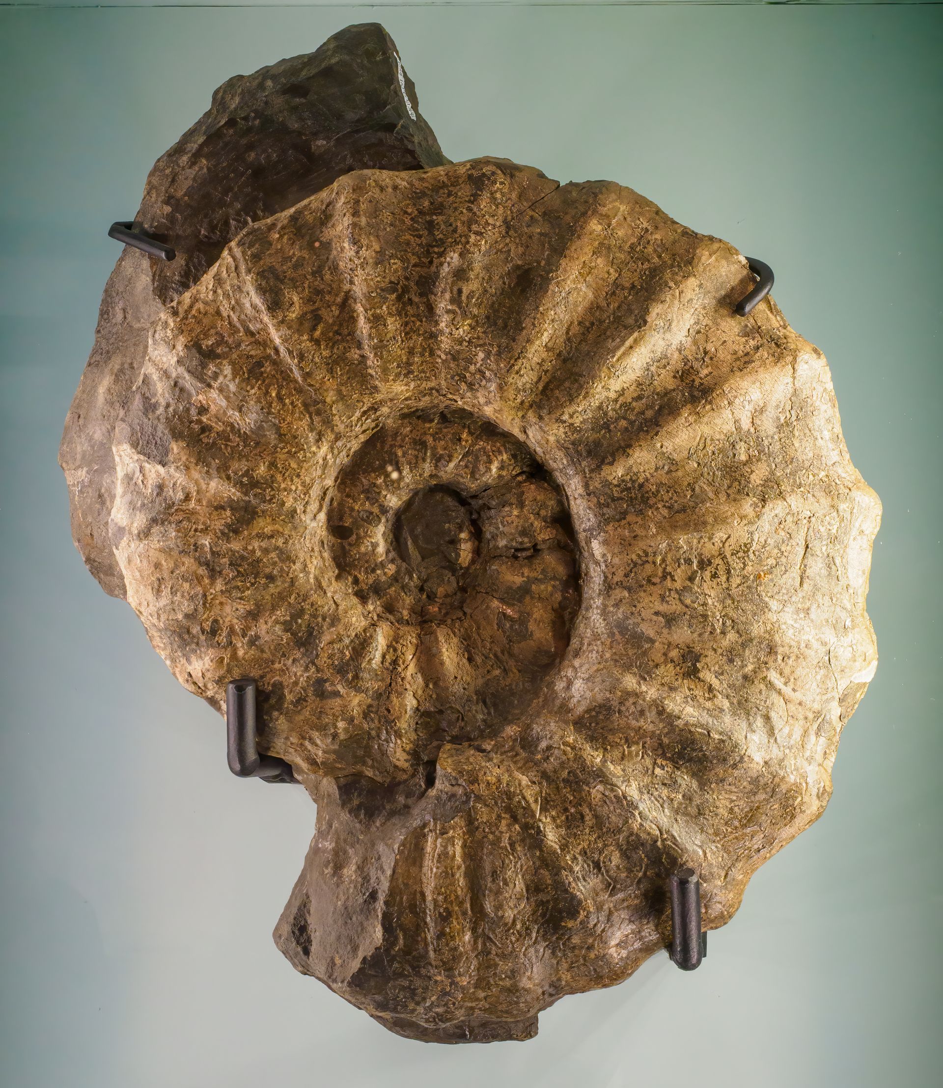 Large fossilized ammonite shell, tan and brown, spiral shape with ribbed exterior.