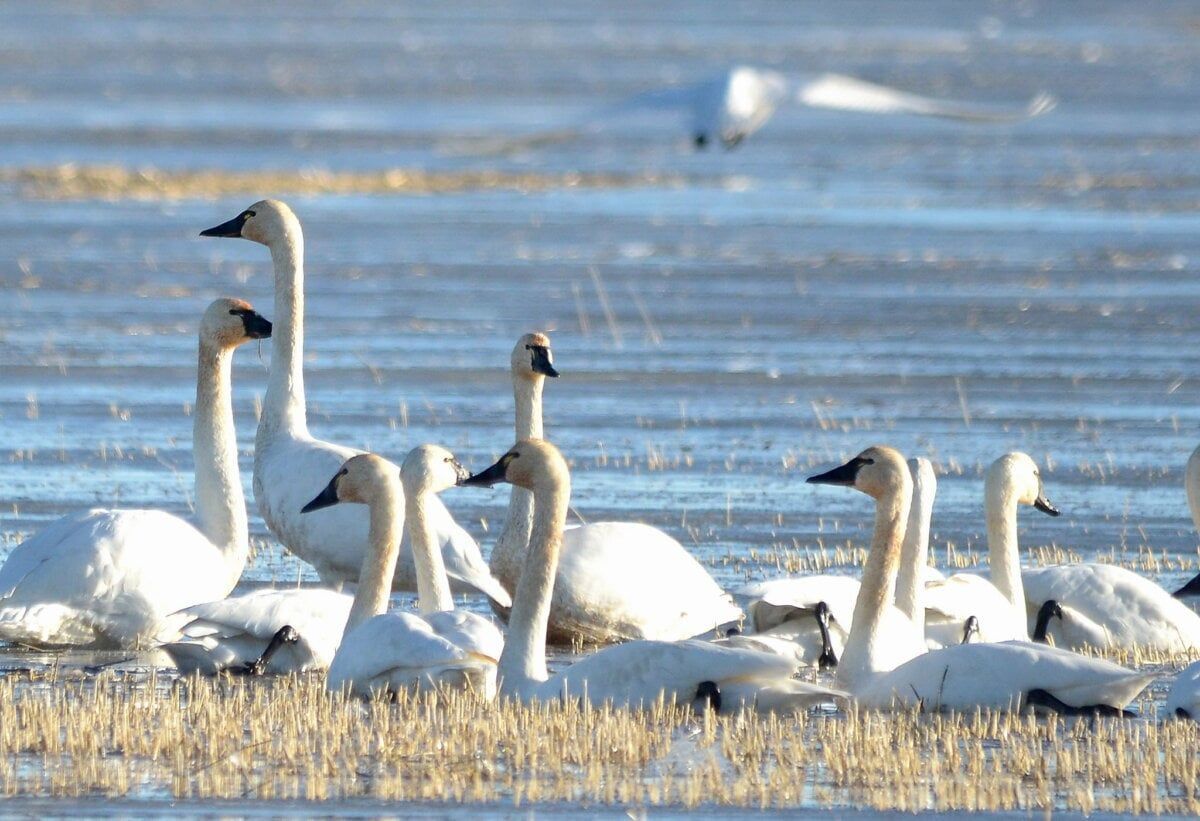 Swans on a partially frozen lake, feeding on stubble. Mostly white feathers, black beaks.