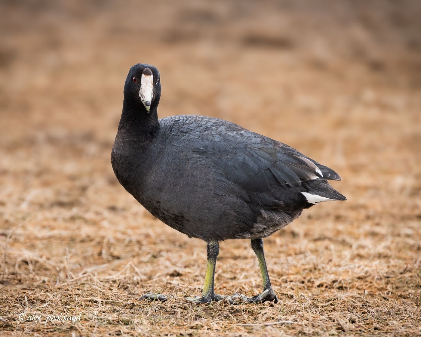 Black coot with white bill and frontal shield standing on brown ground.