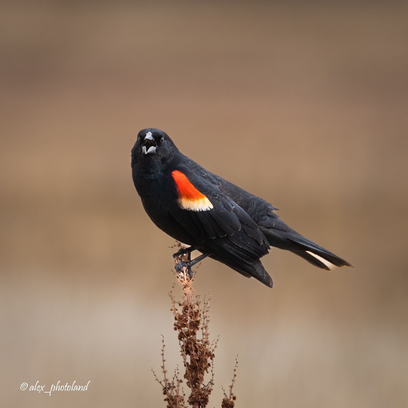 Black bird with red and yellow wing patches perched on a brown plant stem.