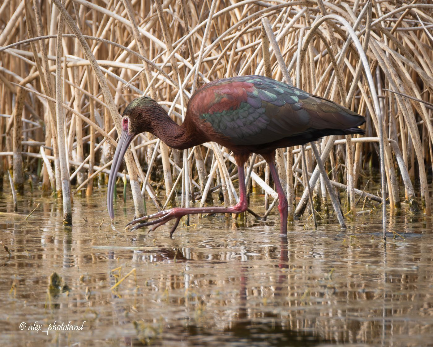 Glossy ibis wading in shallow water, probing with its long, curved bill. Brown and iridescent plumage, red legs.