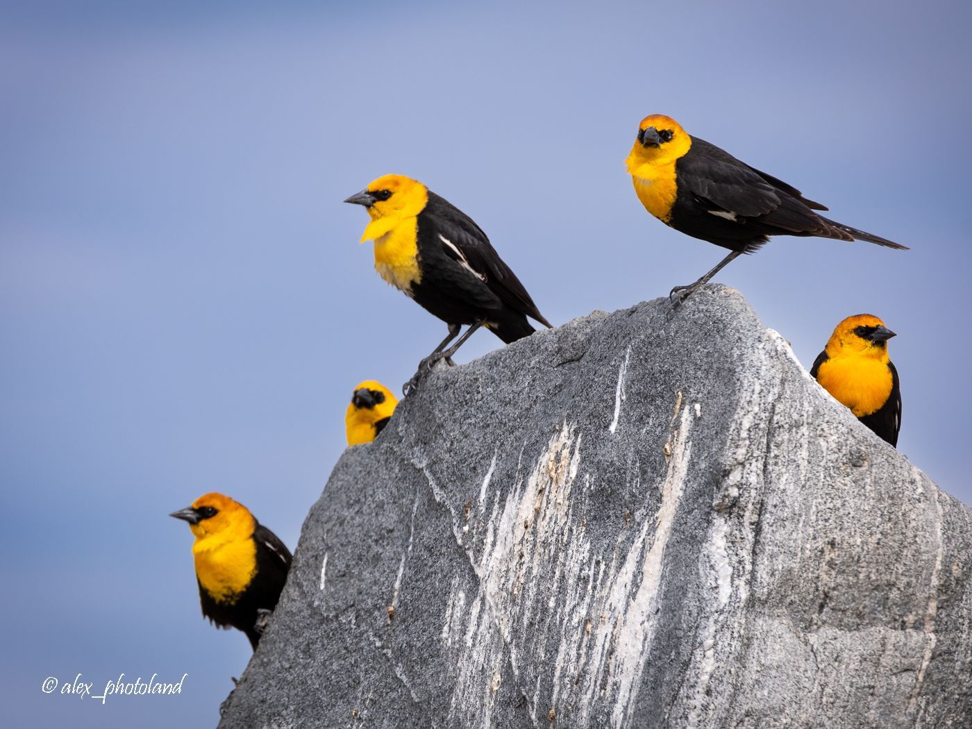 Six yellow-headed blackbirds perched on a gray rock with a blue sky background.