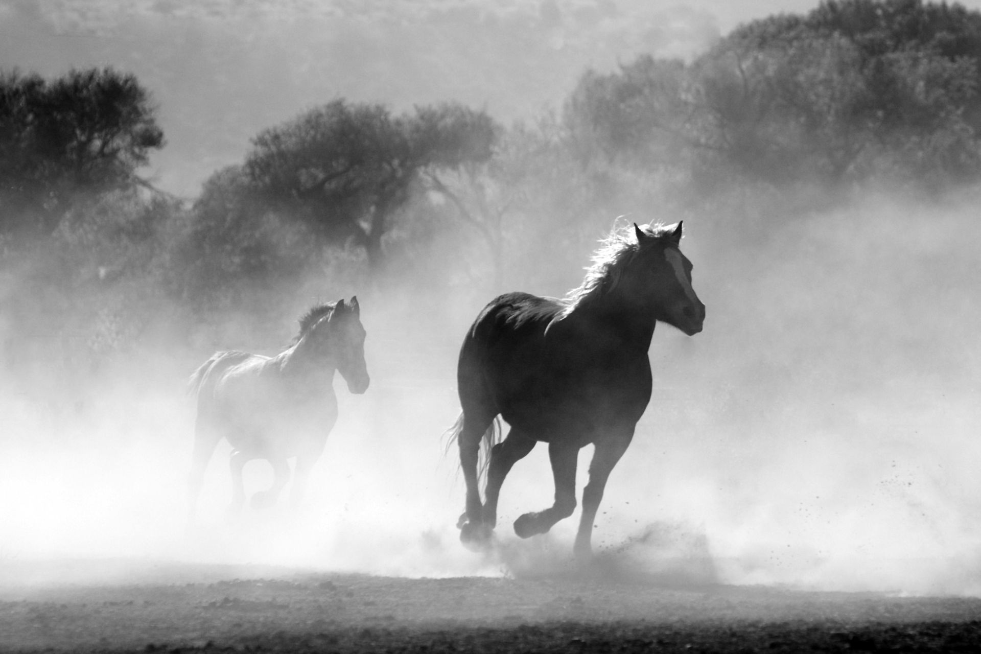 Two horses galloping through dusty field, trees in background, black and white.