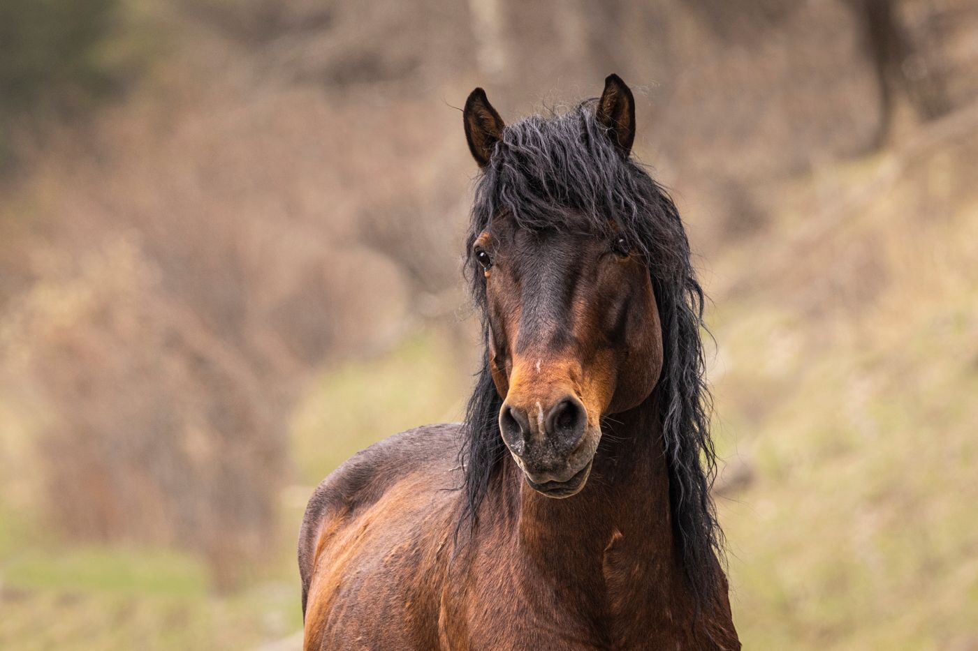 Brown horse with a dark mane, wet fur, looking toward the viewer with a blurred, brown background.