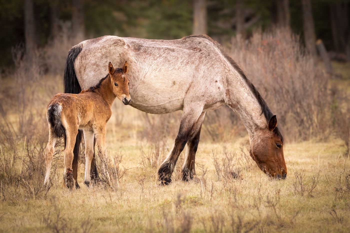 Mare and foal grazing in a grassy field. The mare is gray, and the foal is brown.