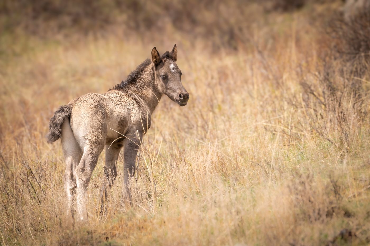 Foal standing in tall, dry grass, looking to the right.