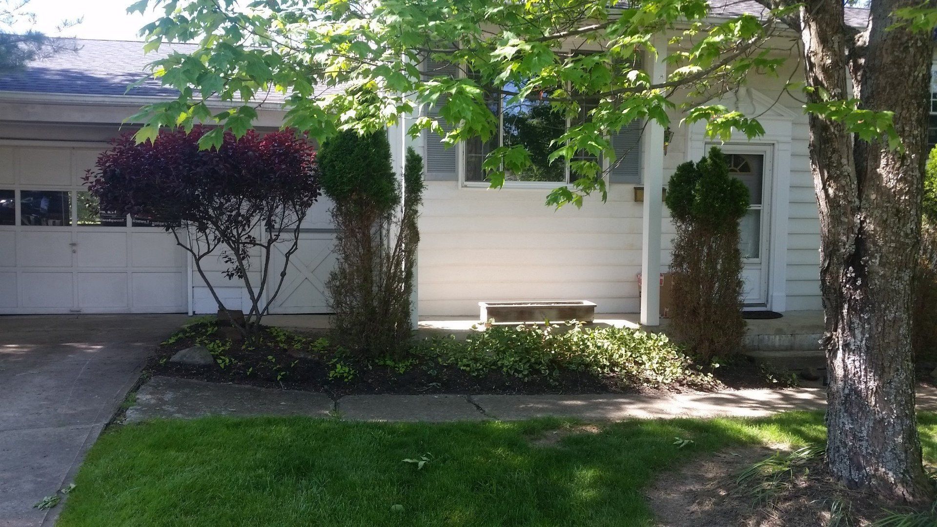 overgrown shrubs in front of house