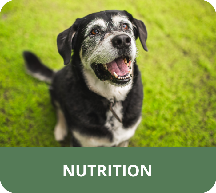 An older black and white dog is sitting in the grass and smiling.