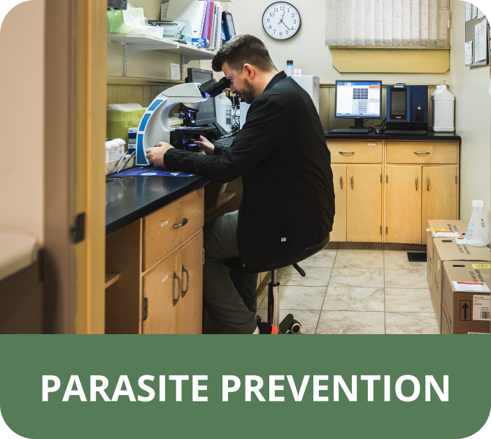 A man looking through a microscope in a laboratory with the words parasite prevention below him