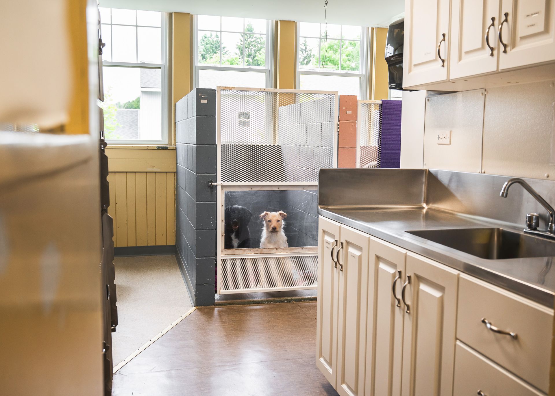 A dog is sitting in a cage in a kitchen next to a sink.