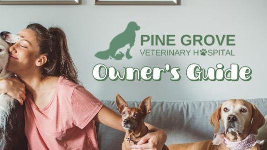 How to Prepare for an Emergency Vet Visit in Orillia: A Pet Owner’s Guide
