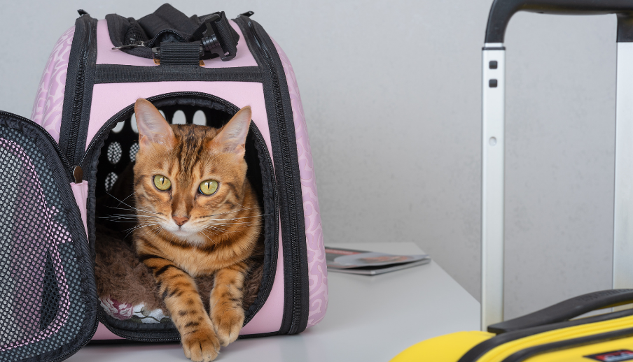 Preparing Your Pet for Travel: Insights from Veterinarians in Orillia