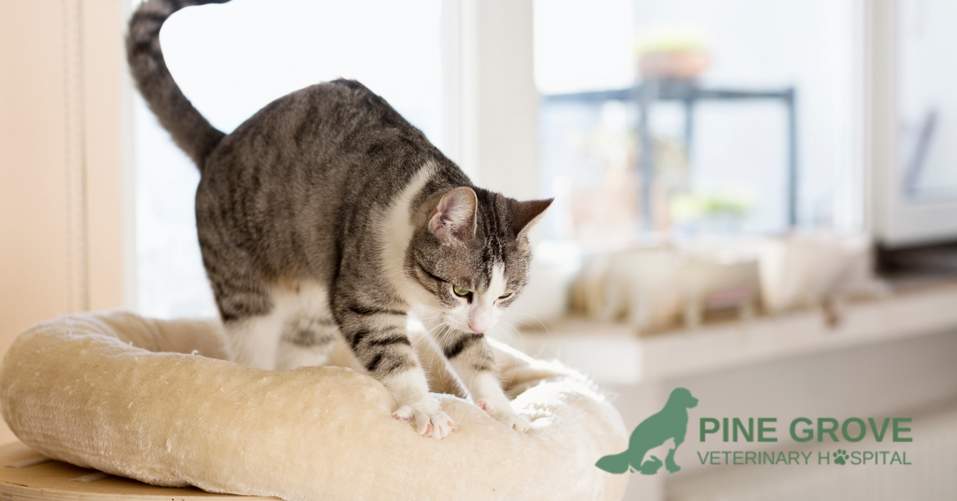 Why Do Cats Make Biscuits? Understanding Feline Kneading Behavior