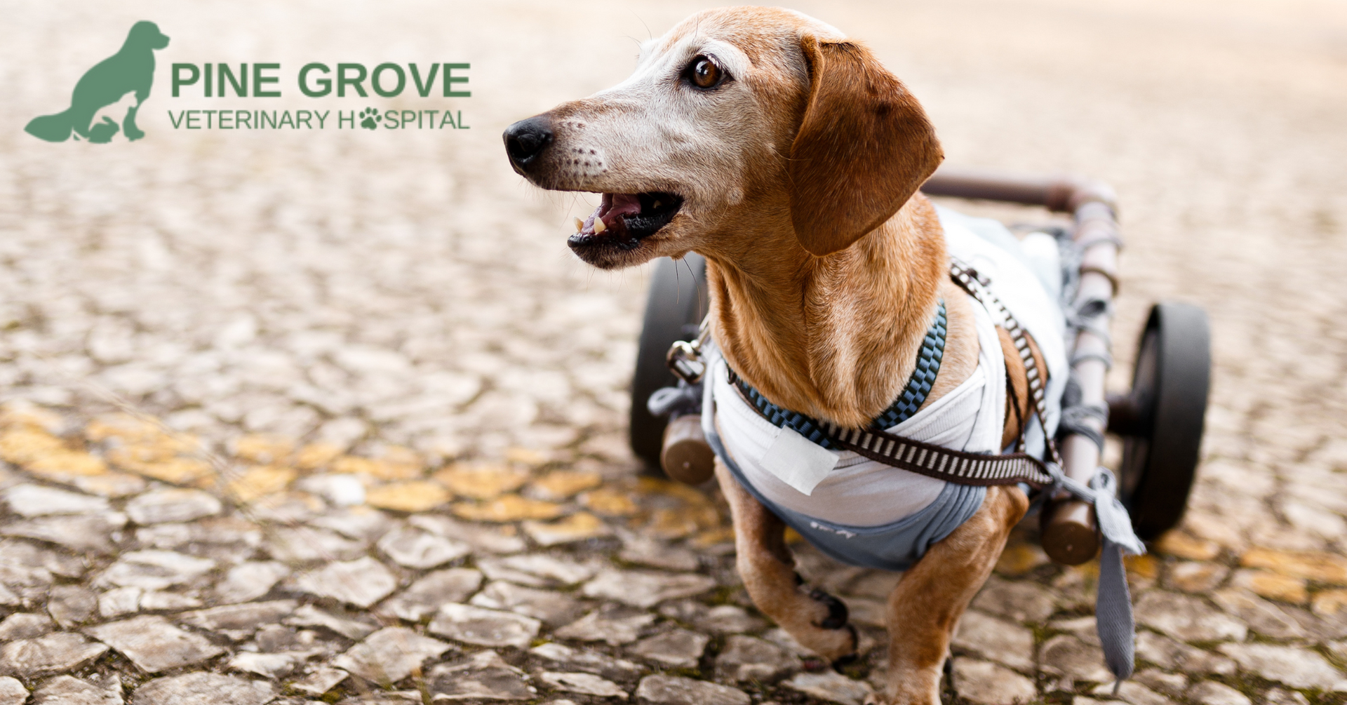 Pine Grove Veterinary Hospital's Approach to Senior Pet Care